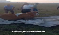 Bitlis’te Arin Gölü’nde çamura saplanan inek 4 saatlik çabayla kurtarıldı