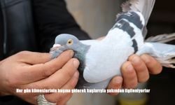 Erzincanlı Kuşbazların Vazgeçilmezi: Güvercinlerle Kurulan Eşsiz Bağ