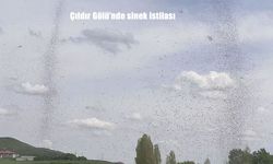 Çıldır Gölü'nde Yaz Gelince Sinek Kabusu Başladı