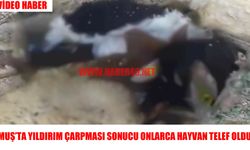 Muş’ta sağanak yağış felakete yol açtı: 15 hayvan telef oldu