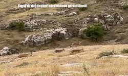 Elazığ'da dağ keçileri sürü halinde görüntülendi