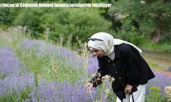 Erzincan Çağlayan'da lavanta mevsimi başladı
