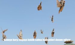 Kene Vakalarında Artış Devam Ediyor: Doğaya Keklik Salımı Neden Önemli?