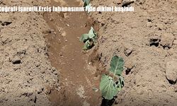Coğrafi İşaretli Erciş Lahanasının Fide Dikimi Başladı