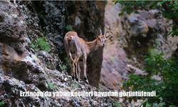 Erzincan’da Munzur Dağlarının Zirvesinde Yaban Keçileri Havadan Görüntülendi