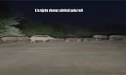 Elazığ’da Yola İnen Domuz Sürüsü Sürücüye Zor Anlar Yaşattı