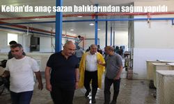 Elazığ Keban'da 20 Milyon Sazan Balığı İçin Yumurta Sağımı Başladı