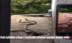 Elazığ Palu’da Evin İçinden Çıkan 2 Metrelik Yılanlar Korku Dolu Anlar Yaşattı