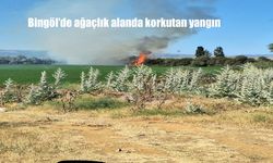 Bingöl Genç'te Ağaçlık Alanda Yangın Paniği: 250 Dönüm Alan Kül Oldu