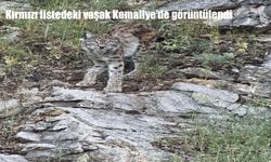 Kırmızı Listedeki Nesli Tehlike Altında Olan Vaşak Kemaliye’de Görüntülendi