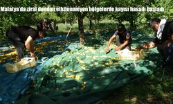 Malatya’da zirai dondan etkilenmeyen bölgelerde kayısı hasadı başladı