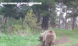Ardahan Yalnızçam Ormanlarında bozayı ot yerken görüntülendi