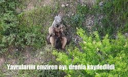 Tunceli Dağlarında Nadir Anlar: Yavrularını Emziren Ayı Dronla Görüntülendi