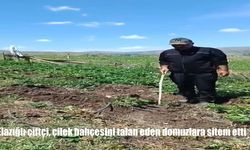 Elazığ’da Domuzlar Çilek Bahçesini Talan Etti: Çiftçinin İsyanı Sosyal Medyada Gündem Oldu