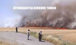 Diyarbakır'da Bin Dönümlük Buğday ve Arpa Tarlası Alevlere Teslim Oldu: Hasat Bekleyen Emek Kül Oldu