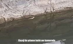 Elazığ Sivrice’de yılanın balık avı kameraya yansıdı