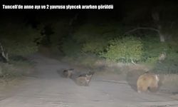 Tunceli dağlarında anne ayı ve yavruları kamerada: Yiyecek ararken görüntülendiler