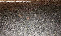 Elazığ Palu'da çekirge istilası: Yüzlercesi yolu kapladı, vatandaşlar paniğe kapıldı