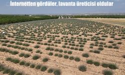 Malatya’da lavantayla yeni bir hayat kuruldu: İnternetten gördüler, üretici oldular