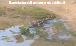 Elazığ’da nesli tehlike altında olan benekli semender görüntülendi