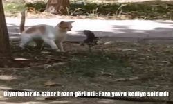 Diyarbakır’da alışılmadık anlar: Fare yavru kediye saldırdı