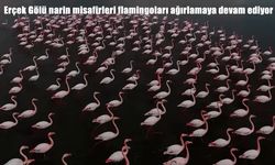 Erçek Gölü, flamingolarla görsel şölen sunuyor