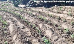 Bingöl’de 42 bin 840 kök uyuşturucu bitkisi ele geçirildi