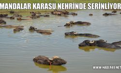 Muş'ta mandaların yayla ve mera dönemi başladı
