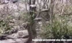 Elazığ'da cep telefonuyla çekim yapan vatandaşa yılan saldırdı