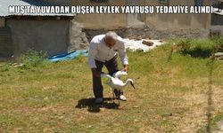 Muş’ta yuvadan düşen leylek yavrusu koruma altına alındı