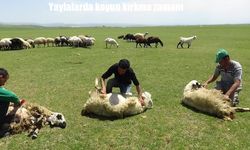 Yaylalarda koyun kırkma zamanı
