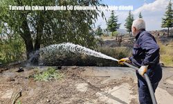 Tatvan’da meydana gelen yangında 50 dönümlük tarım arazisi zarar gördü