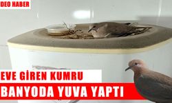 Muş’ta şaşırtan manzara: Eve giren kumru, banyoda yuva kurdu