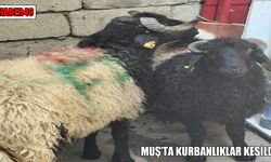 Muş'ta bayram coşkusu: Namaz sonrası kurbanlar kesildi