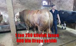 1 Ton 200 Kiloluk Dev Tosun, 400 Bin Liraya Satıldı!