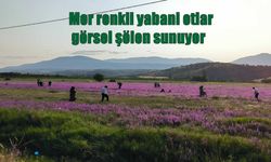 Doğanşehir’de mor çiçekler kartpostallık manzara sunuyor