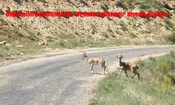 Malatya’da Nesli Tehlike Altındaki Dağ Keçileri Görüntülendi!