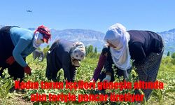 Erzincan’da 35-40 derece sıcaklıkta pancar çapalıyorlar