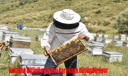 Bitlisli arıcıları kara kara düşündürüyor