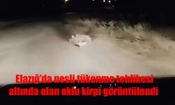 Elazığ’da Kırmızı Listede Yer Alan Oklu Kirpi Kameraya Yansıdı!