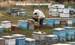 Cilo Dağı Eteklerinde Organik Bal Üretimi Başladı: Hakkari’de Arıcılık Sezonu Umut Vadediyor