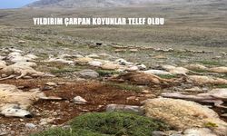 Şiddetli yağış yaylada felakete yol açtı 200 koyun telef oldu