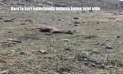 Kars’ta Kurt Dehşeti: Sürüyü Basan Kurtlar Onlarca Koyunu Telef Etti