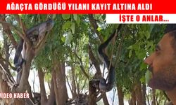 Muş’ta bir çoban, ağaçtaki yılanı kayda aldı