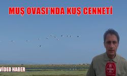 Muş Ovası’nda göçmen kuşların hareketliliği artıyor: Doğa canlanıyor