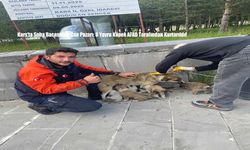 Kars’ta Soba Bacasında Can Pazarı: 6 Yavru Köpek AFAD Tarafından Kurtarıldı!