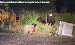 Sarıkamış’ta Ayılar Cadde ve Sokaklarda Serbest Dolaşıyor