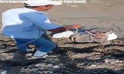 Kars'ta Çamura Saplanan Eşek Traktörle Kurtarıldı: O Anlar Kamerada