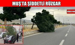 Muş’ta şiddetli rüzgar: Ağaç, arabanın üzerine devrildi