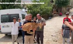 Van’da Bitkin Halde Bulunan Dağ Keçisi Koruma Altına Alındı